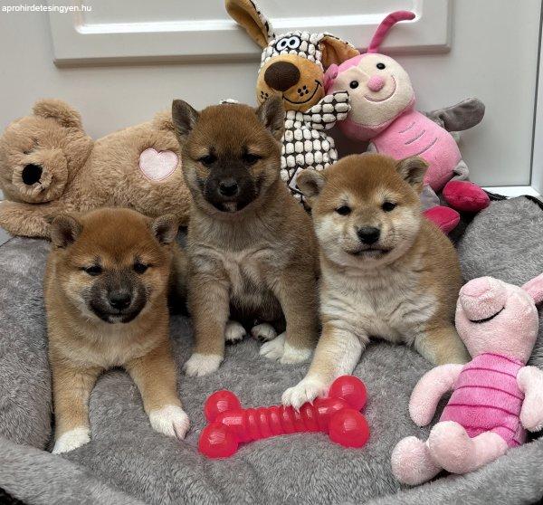 Shiba inu kislányok és kisfiú kiskutyák