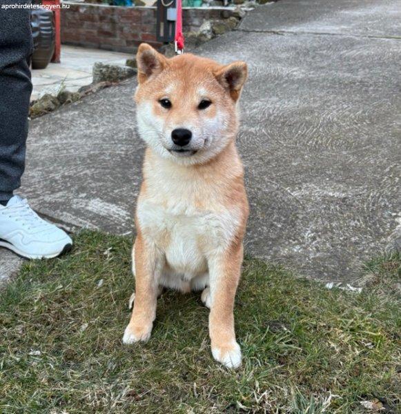 Shiba inu kisfiú Veszettség elleni oltással