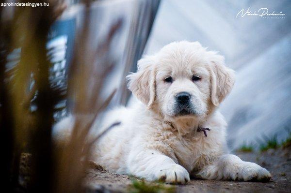 Eladó Golden Retriever kölykök és fiatal kutyák