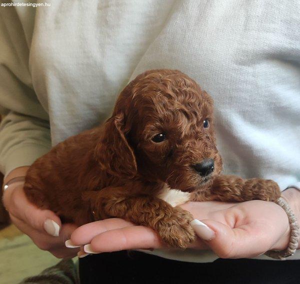 Poodle Puppies