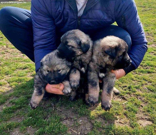 Yugoslav Shepherd Dog