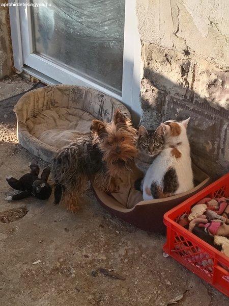 Eladó Yorkshire terrier