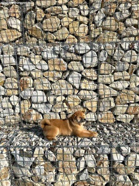 shiba inu for sale