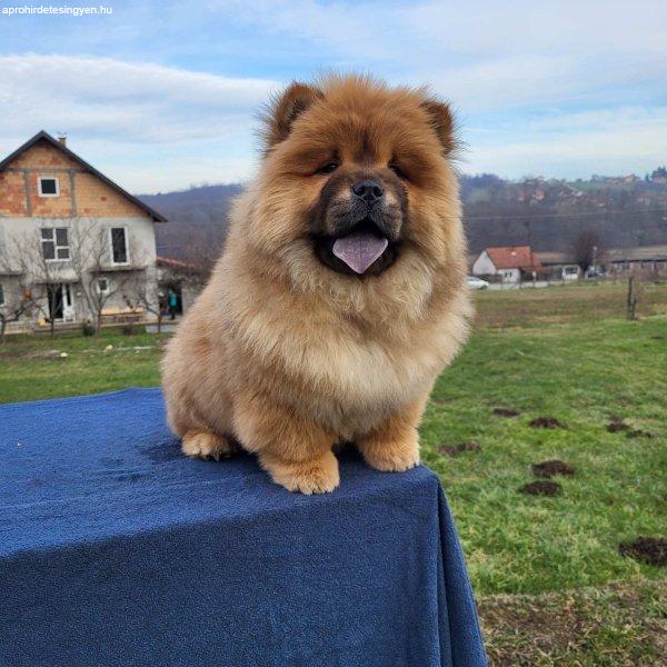 Chow Chow kölyökkutyák