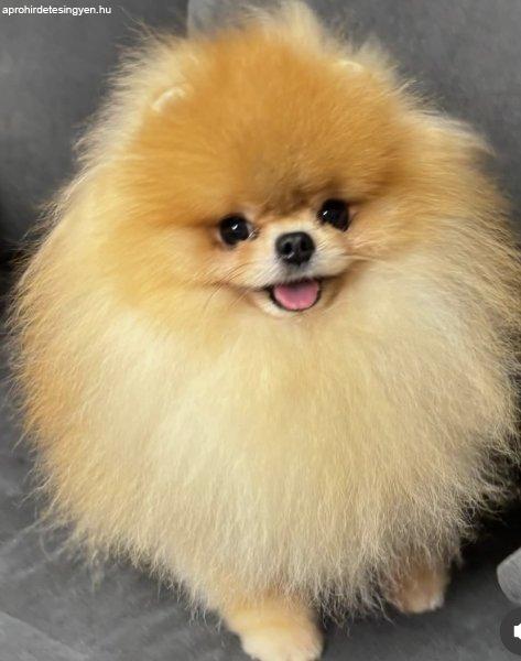 Purebred Pomeranians of the teddy bear type