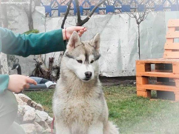 Szibériai husky, kan kölykök