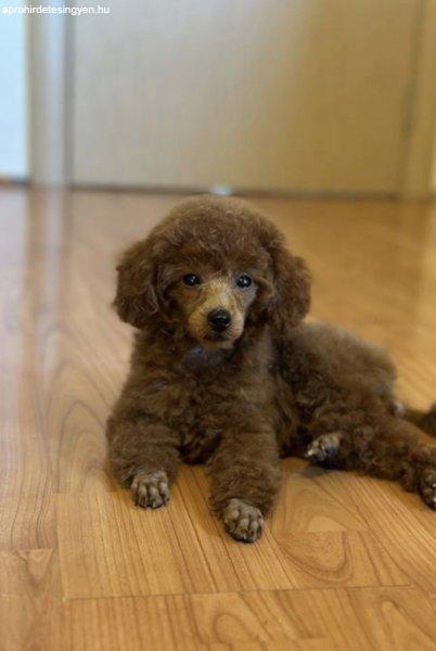 Beautiful Toy Poodle