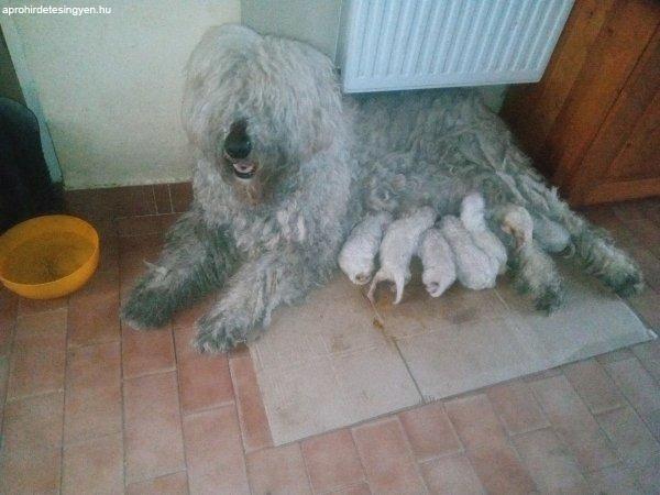 Komondor kölykök