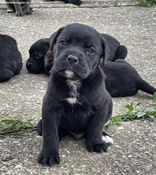 Cane Corso kölykök