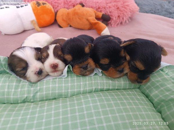 Yorkshire terrier yorki Biewer biro White Ocean Pearl