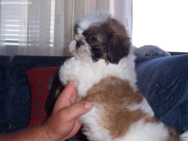 Shih - Tzu kölykök eladók!
