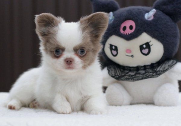 charming male Chihuahua with a pristine white coat
