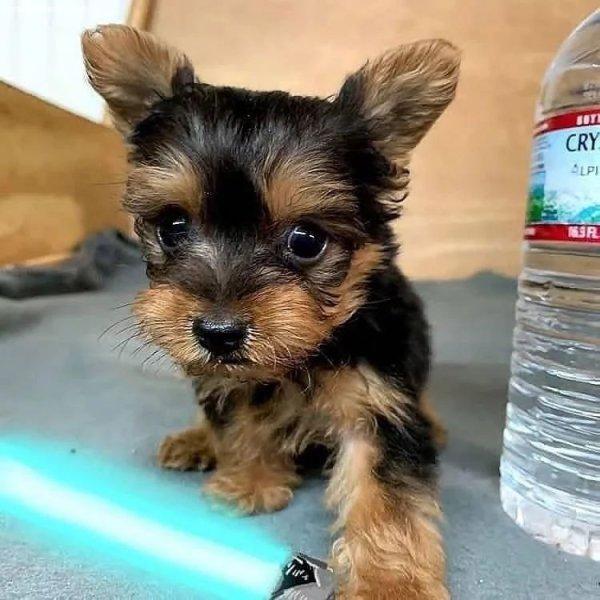 yorkshire terrier