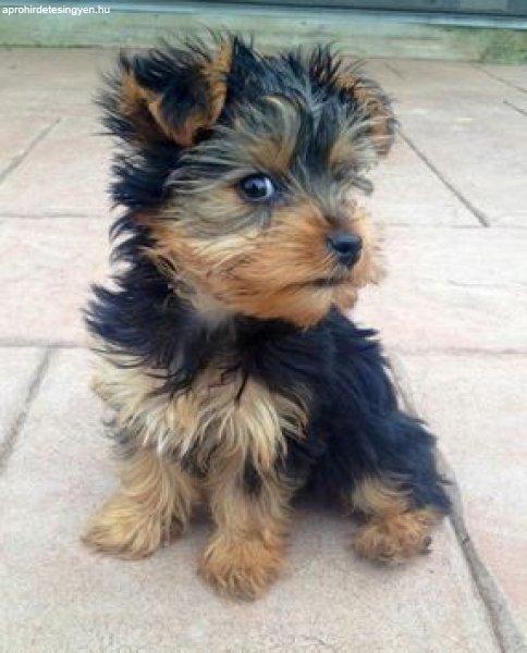 Stunning Yorkshire Terrier Male puppies available