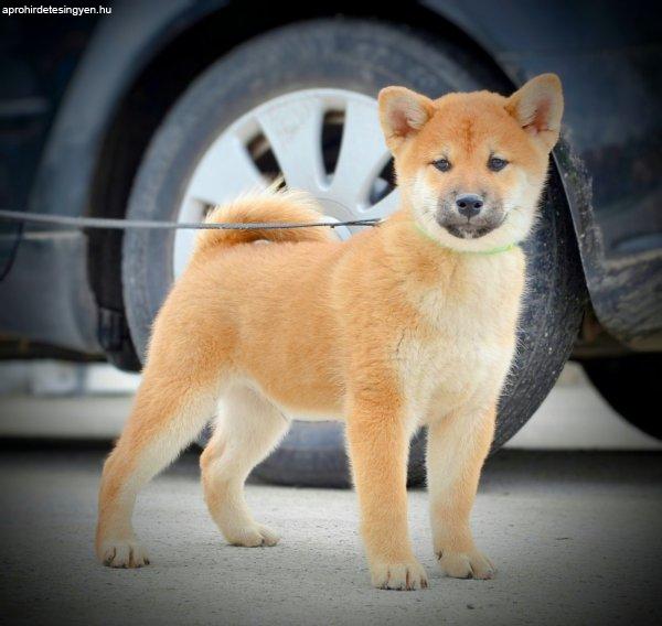 Shiba Inu kölyökkutyák
