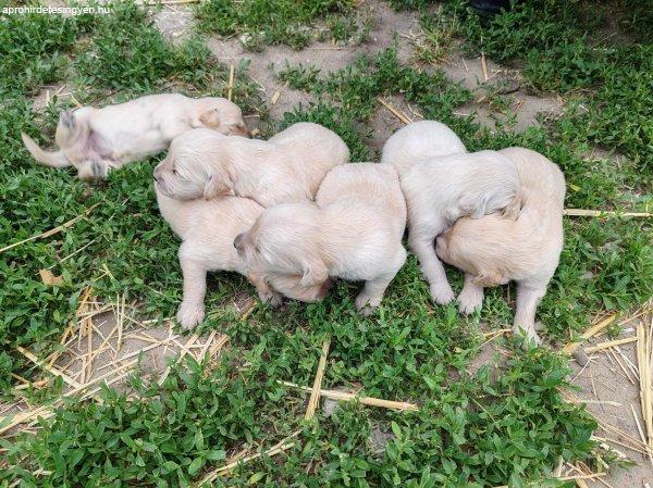 Eladó Fajtatiszta Golden retriever jellegű kiskutyák