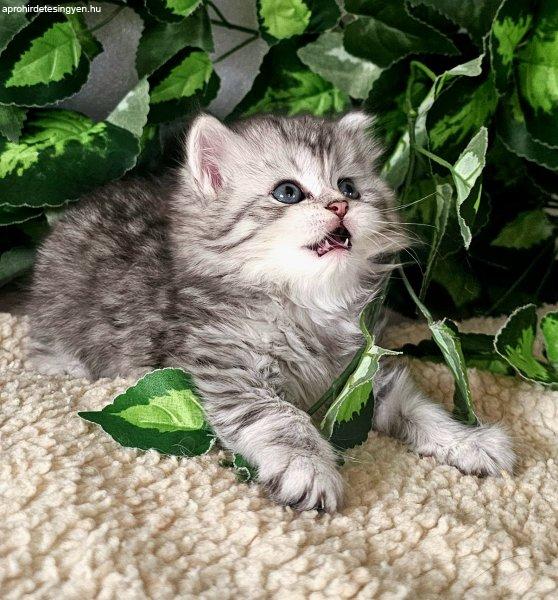 Selkirk Rex Longhair eladó tenyésztőtől