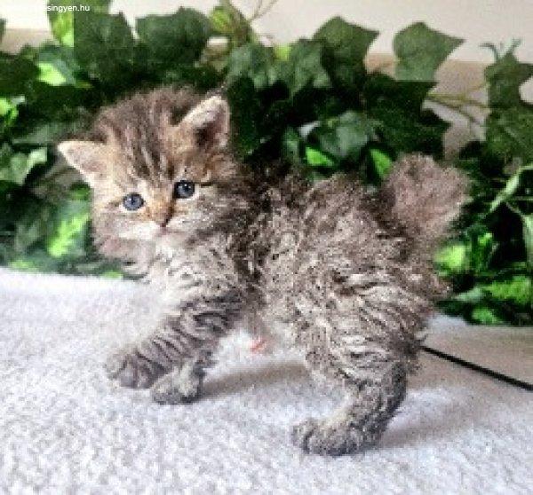 Eladó tenyésztőtől Selkirk Rex hosszú göndör szőrű 