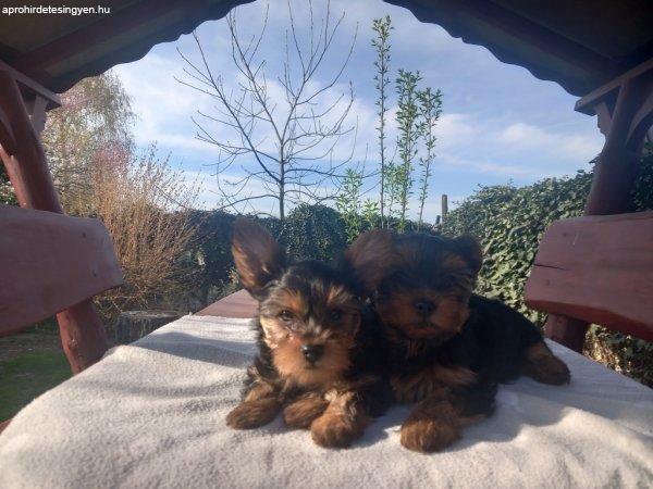 mini yorky