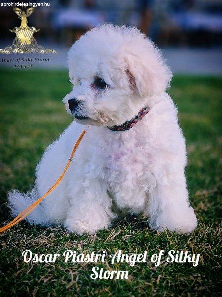 Bichon Frisé kölyök eladó