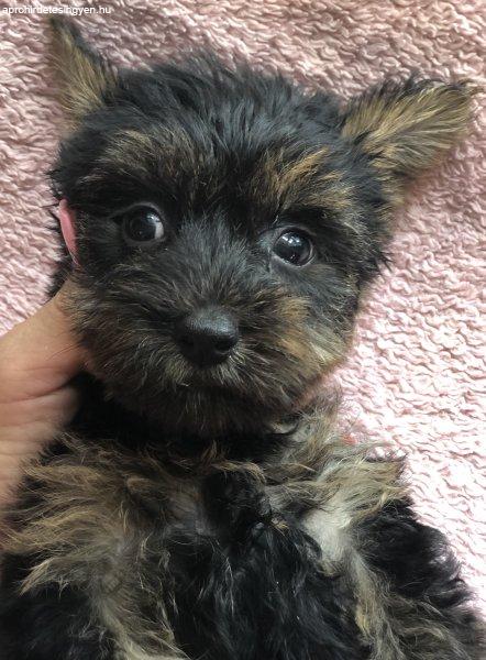 Yorkie kisfiú eladó !