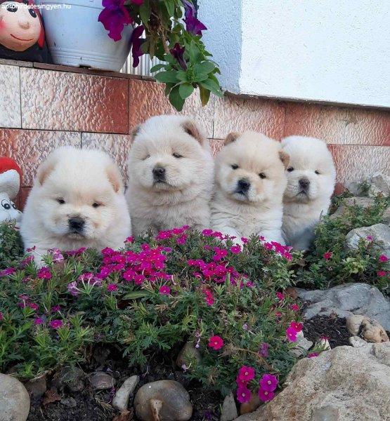 Chow Chow Chow