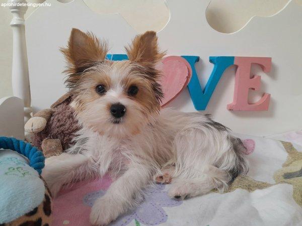 Blueberry Yorkshire terrier kisfiú yorki
