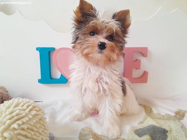 Gyönyörű szép Blueberry Yorkshire terrier kisfiú yorki