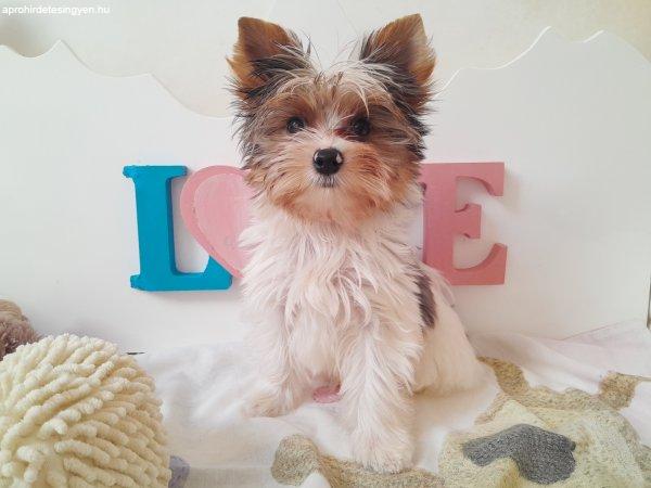 Gyönyörű szép Blueberry Yorkshire terrier kisfiú yorki