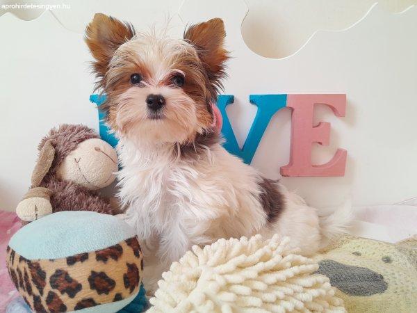 Gyönyörű szép Blueberry Yorkshire terrier kisfiú yorki