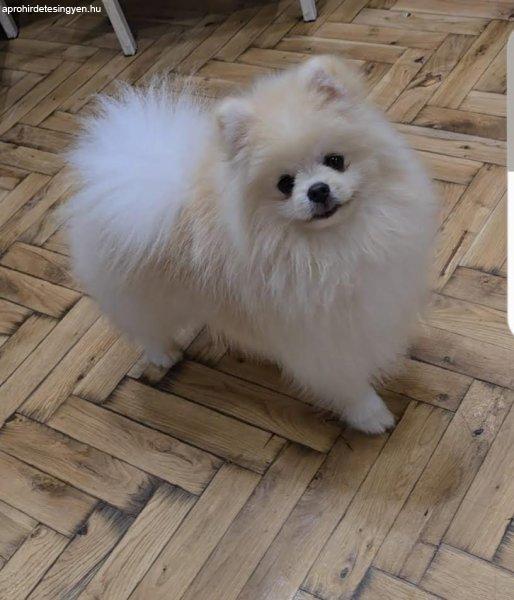 Pomerániai, gyönyörű kölyökkutyák