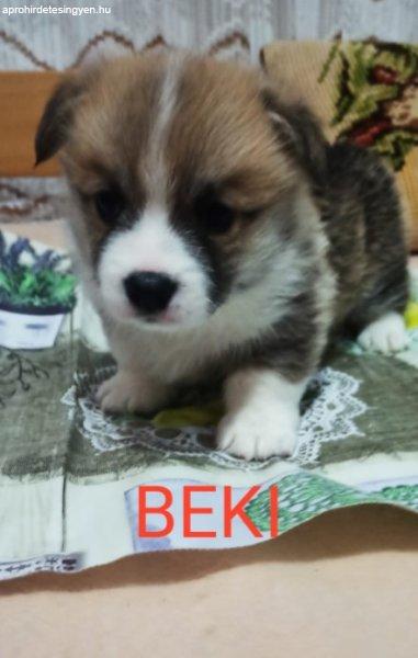 CORGI - PUPPIES for sale