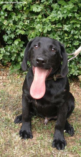 Labrador