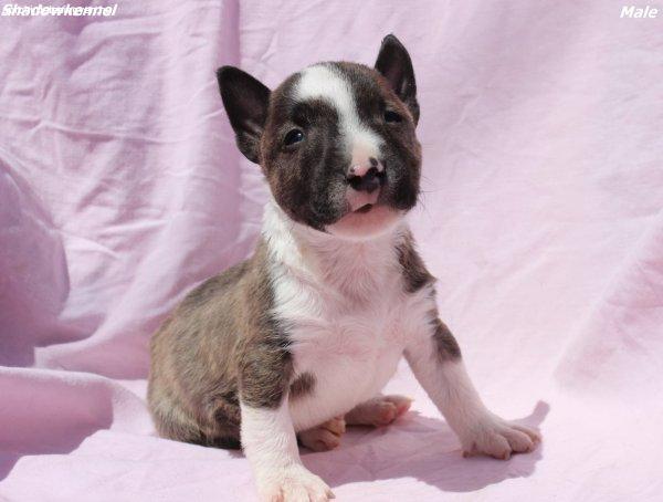 Mini Bull Terrier kölykök