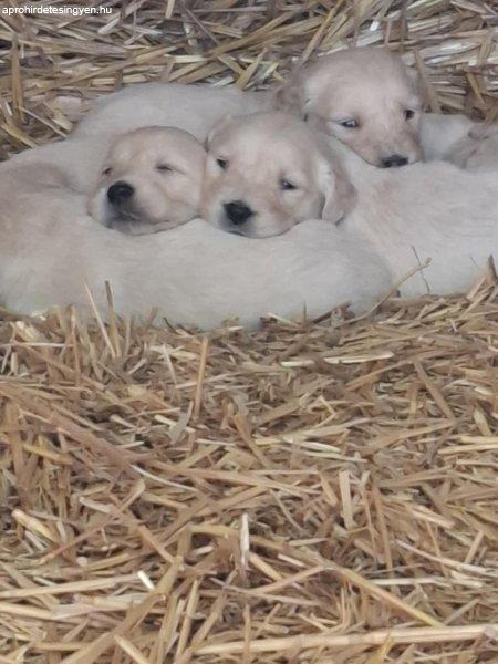 Golden Retriever kiskutyák eladók, foglalhatók