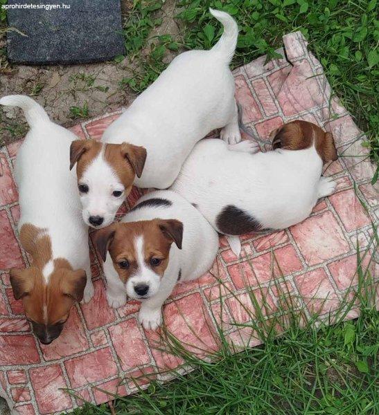Jack Russel Terrier fajtajellegű kiskutyák