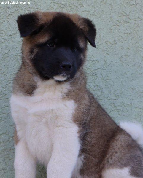 American Akita