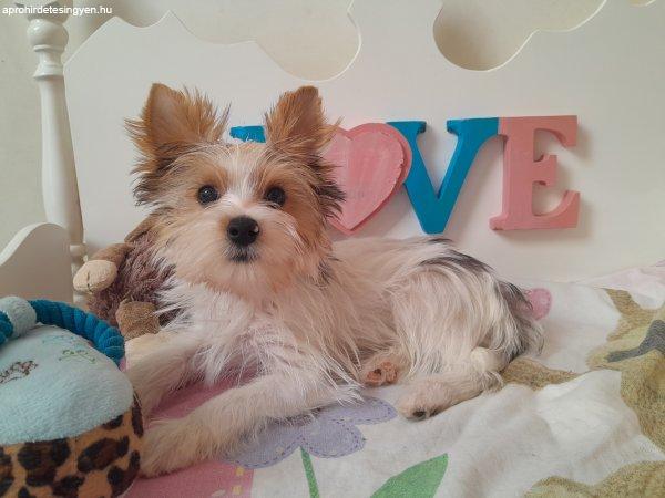 Blueberry Yorkshire terrier kisfiú yorki