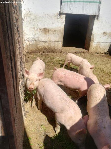 4 db 8 hetes kismalac eladó