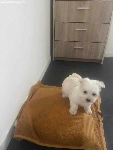 Bishon Havanese