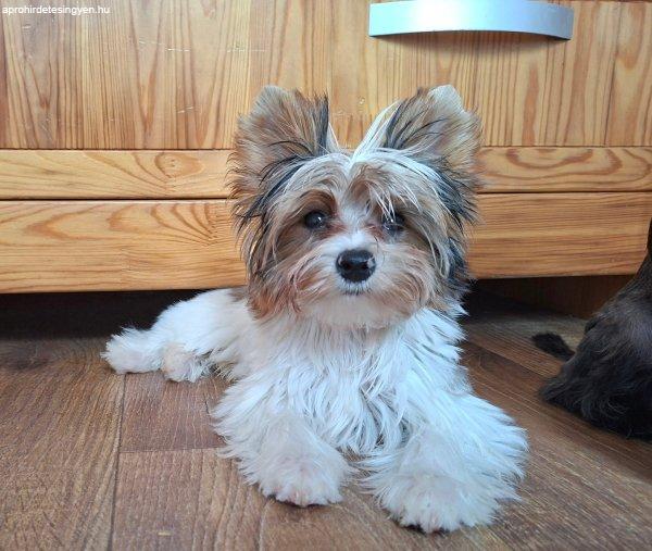 Yorkshire terrier kisfiú (yorki)