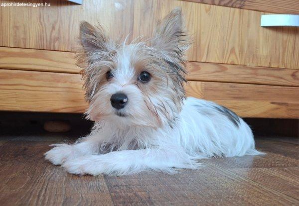 Yorkshire terrier kisfiú (yorki)