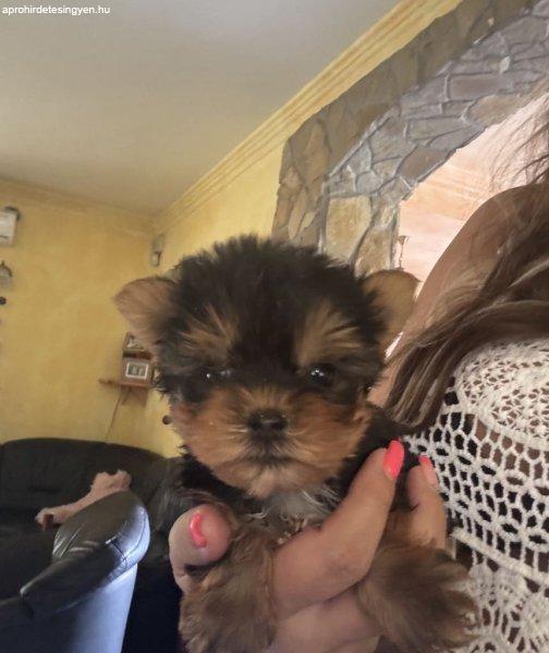 Mini yorki kislány kisfiú eladó