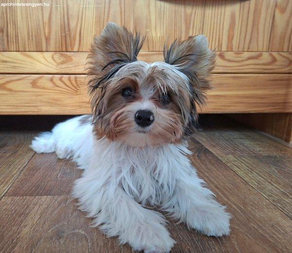 Yorkshire terrier kisfiú (yorki)