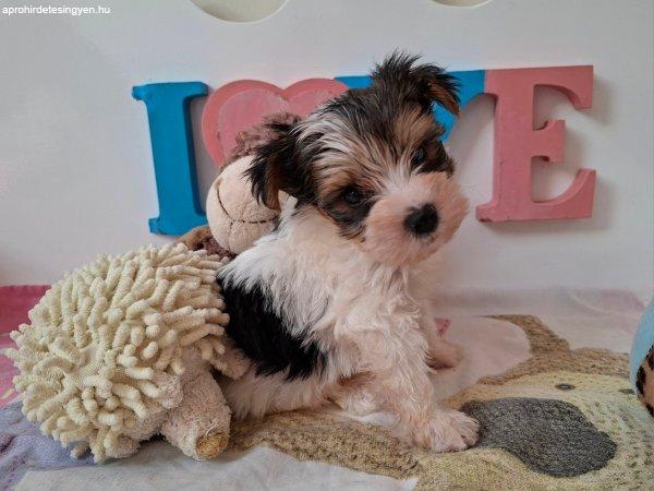 Yorkshire terrier 4 kisfiú (yorki)