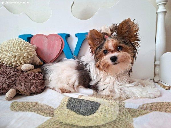 Gyönyörű szép Yorkshire terrier kisfiú (yorki)