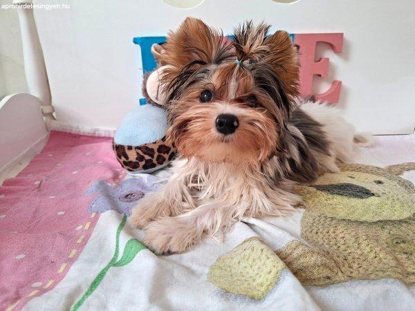Gyönyörű szép Yorkshire terrier kisfiú (yorki)