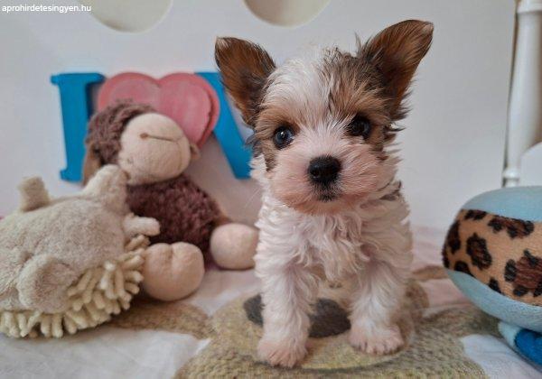 Gyönyörű szép Yorkshire terrier 4 kisfiú (yorki)