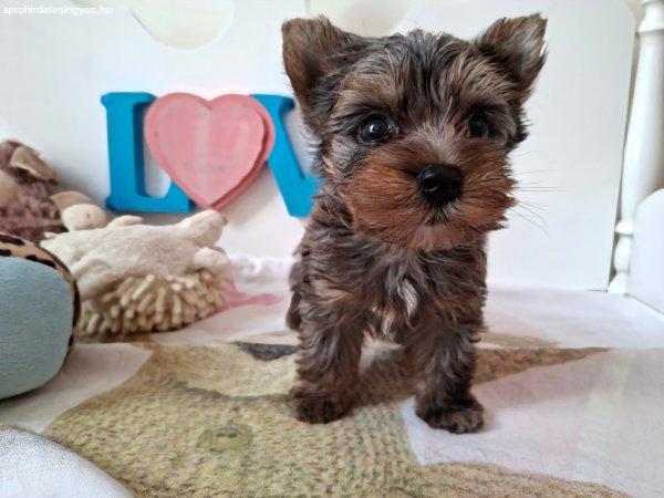 Gyönyörű szép Yorkshire terrier kisfiú (yorki)