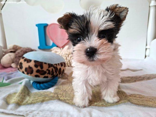 Gyönyörű szép Yorkshire terrier kisfiú (yorki)
